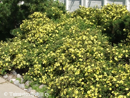 Dasiphora fruticosa 'Elizabeth' pensashanhikki